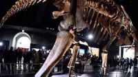 Titanosaur