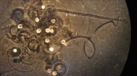 Robots made from stem cells of frogs
