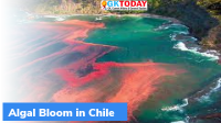Deadly algae kill 4,000 tonnes of Salmon in Chile