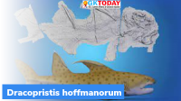 Dracopristis hoffmanorum: Godzilla shark discovered in New Mexico