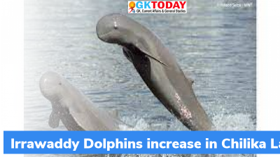 Endangered Irrawaddy dolphins count increase in Chilika Lake