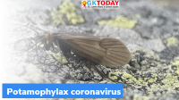 What is Potamophylax coronavirus?