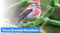 Three-branded Rosefinch: New bird species in India