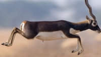 Blackbuck