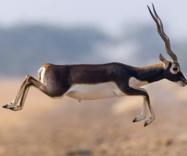 Blackbuck