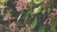 Didymocarpus vickifunkiae