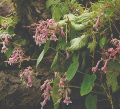 Didymocarpus vickifunkiae