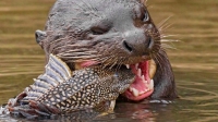 Giant River Otter