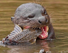 Giant River Otter