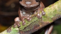 Litoria mira
