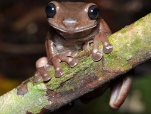 Litoria mira