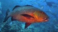 Mangrove Red Snapper