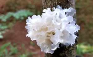 White Fungus