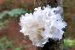 White Fungus