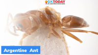 Argentine Ant- Key Facts