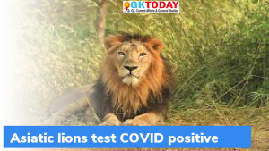 एशियाई शेर COVID पॉजिटिव पाए गये