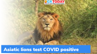 Asiatic lions test COVID positive