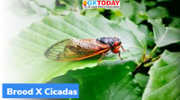 What is Cicadas?