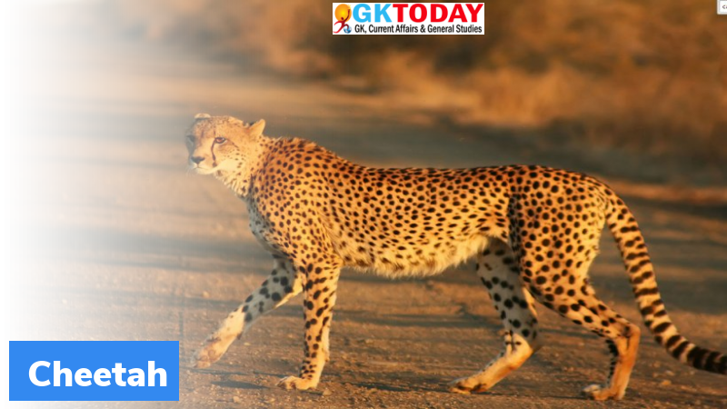 Cheetah to be re-introduced in India - Get all the current affairs