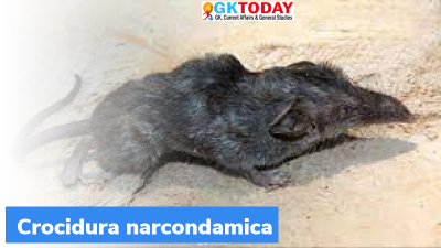 Crocidura narcondamica: New Shrew species found at A&N