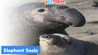 Elephant Seal: Recent Study
