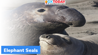 Elephant Seal: Recent Study