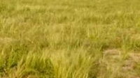 Banni grassland