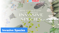 Invasive species cost African Economy $3.66 trillion a year