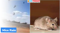 Mice Rain in Australia