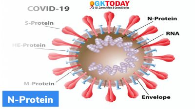 N protein of Coronavirus and its role in transmission
