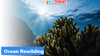 What is Ocean Rewilding?