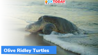 Olive Ridley Turtles stay away from Rushikulya river