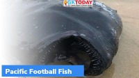 Pacific football fish