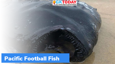 Pacific football fish