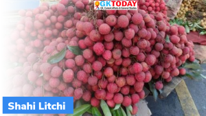 बिहार की शाही लीची (Shahi Litchi) को हवाई मार्ग से ब्रिटेन को निर्यात किया गया