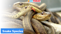 Delhi records 8 new Species of Snakes