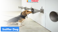 Sniffer Dogs 88% accurate in detecting Covid- Study