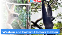 Hoolock Gibbon: India has only one species