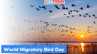 World Migratory Bird Day: May 8