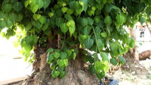 भारतीय पौराणिक कथाओं और लोककथाओं में पेड़
