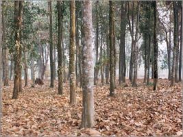 भारतीय लकड़ी के पेड़
