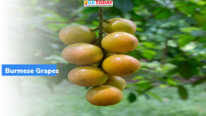 असम के बर्मीज अंगूर (Burmese Grapes) दुबई को निर्यात किए गए