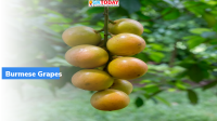 Assam’s Burmese grapes exported to Dubai