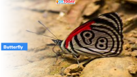Checklist of Colombian Butterflies- Highlights