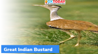 Great Indian Bustards and related conflict with Power Lines