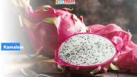 Exotic dragon fruit from Maharashtra exported to Dubai
