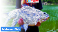 Blue-finned Mahseer moved out of IUCN red list