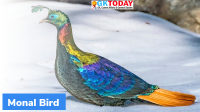 Two species of Monals sighted together in Arunachal Pradesh