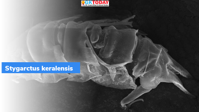 Stygarctus keralensis:  New Tardigrade species named after Kerala