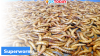 What is Superworms?